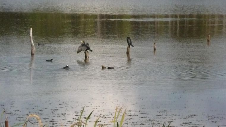 Ein Gewässer mit mehreren Pfählen und Vögeln. Einige Vögel sind im Wasser und ein anderer breitet seine Flügel aus.