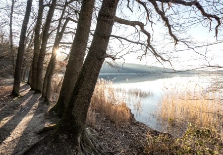 Sonnenstrahlen fallen durch B&auml;ume am Ufer des Laacher Sees. Schilf w&auml;chst am Wasser, w&auml;hrend die Sonne eine warme Atmosph&auml;re schafft., &copy; Eifel Tourismus GmbH, D. Ketz