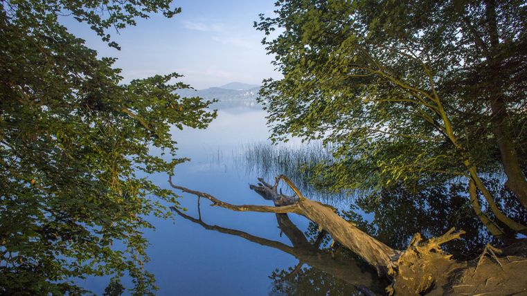Ein ruhiger See umgeben von Bäumen und üppigem Grün. Ein gefallener Baumstamm liegt am Ufer und spiegelt sich im Wasser.