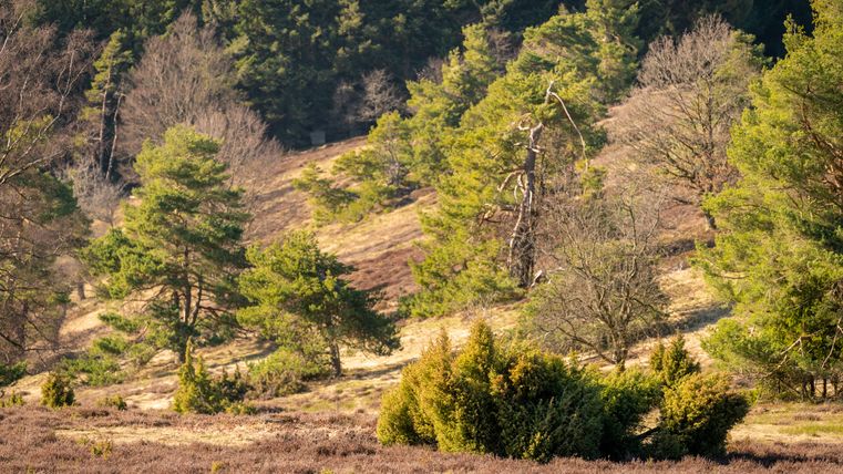 Landschap met heide en jeneverbesstruiken in de Eifel.