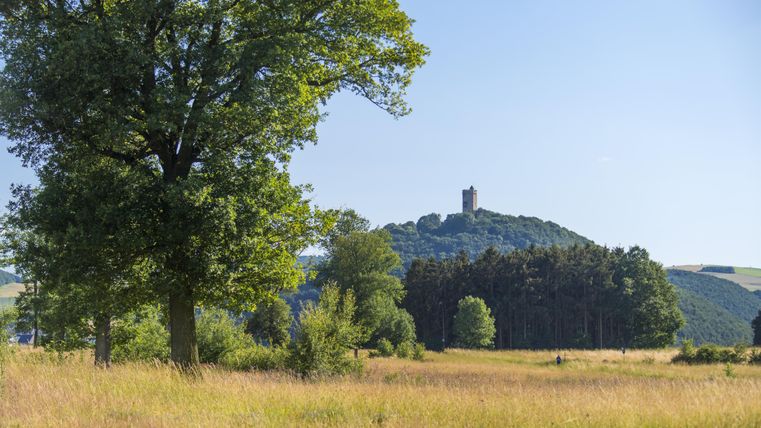 Eine weite Wiesenlandschaft mit einem großen Baum im Vordergrund. Im Hintergrund ist ein Hügel mit einem Turm zu sehen.