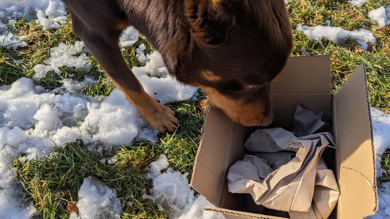 Ein Hund schnüffelt neugierig an einem Karton, der auf dem Schnee liegt. Der Karton enthält zerknülltes Papier.