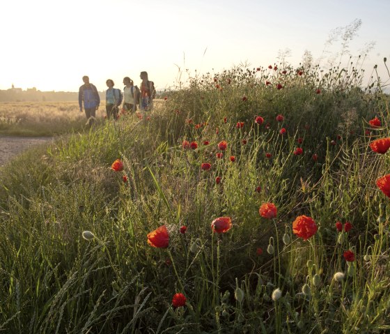 Vier Wanderer spazieren bei Sonnenuntergang an einem Feld mit roten Mohnblumen entlang. Im Hintergrund ist eine Stadt zu sehen., &copy; Kappest_REMET
