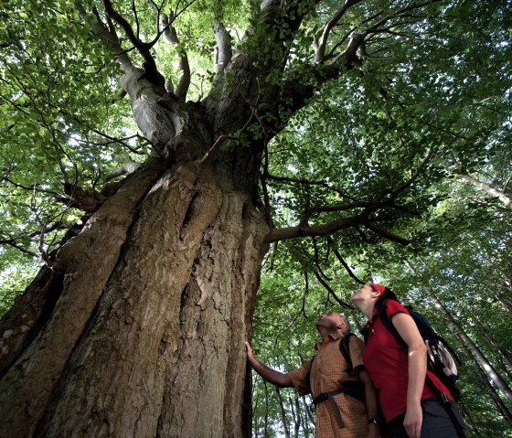 Beeindruckende Riesen im Wald, &copy; REMET/Klaus Peter Kappest