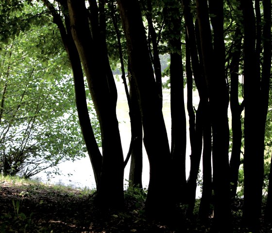 Wald, &copy; Rhein-Mosel-Eifel Touristik, K.-P. Kappest