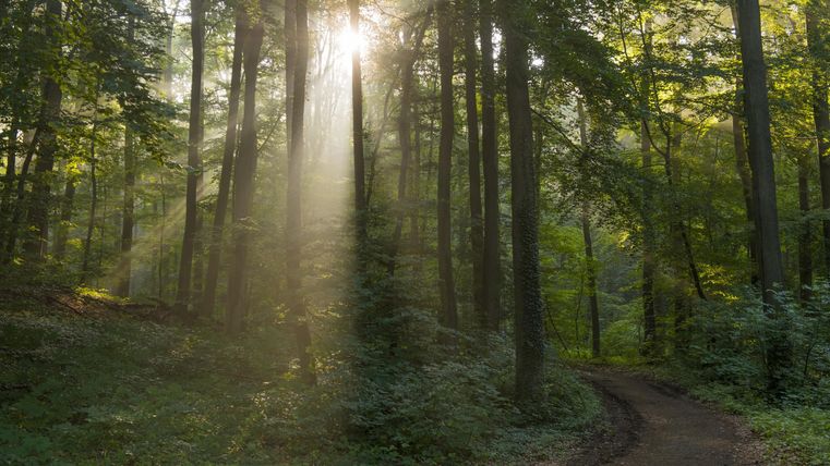 Ein malerischer Wald mit hohen Bäumen und sanften Lichtstrahlen, die durch das Blätterdach scheinen. Der Weg schlängelt sich durch die grüne Umgebung.