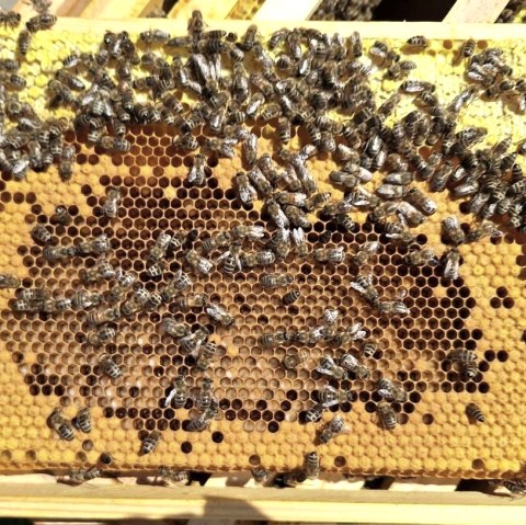 Wabe, &copy; Imkerei Schmidt
