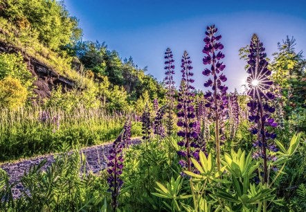 Blumen, © TI Vulkanregion Laacher See