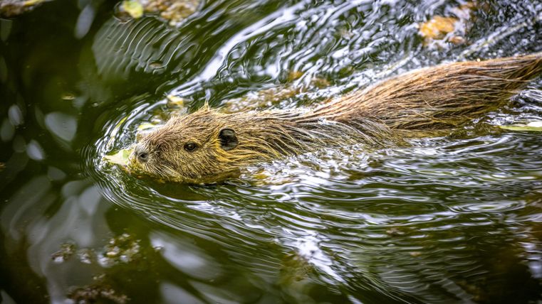 Ein Biber schwimmt im Wasser und ist teilweise von Blättern umgeben. Das Wasser reflektiert die Bewegungen des Tieres.