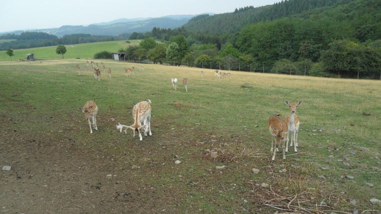 Rehe grasen auf einer Wiese im Wildgehege bei Winnerath, umgeben von Hügeln und Wäldern.
