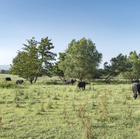 Cache Laachus am TB-Hotel bei den B&uuml;ffeln, &copy; Kappest/Vulkanregion Laacher See
