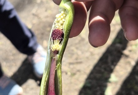 Botanische Wanderung, &copy; Binaca Jakobi