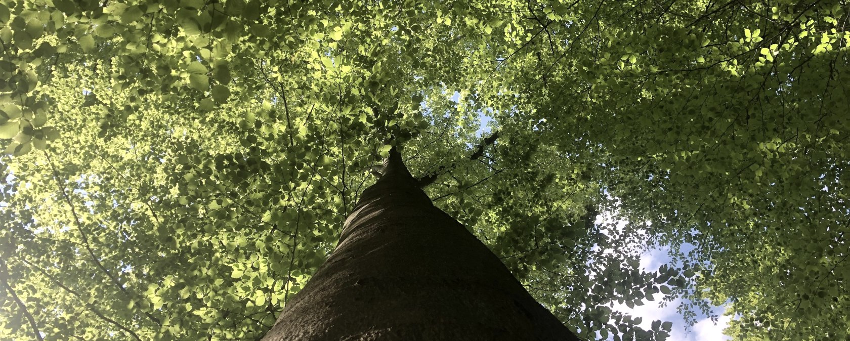 Wald, © Gabriele Arzdorf