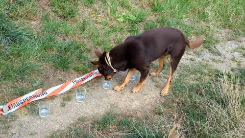 Ein Hund schnüffelt an Gläsern auf einem Weg. Im Hintergrund ist grüne Wiese zu sehen.