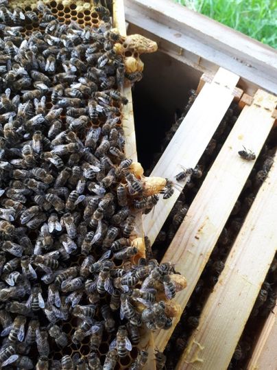 Ein Bienenstock mit vielen fleißigen Bienen. Man sieht holzene Rahmen und Waben.