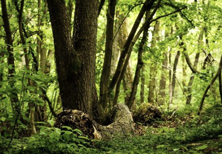 Waldbaden (in Kleingruppen bis 8 Personen)
Samstag, den 19.06.2021, Glees  (im Wassenacher Wald
, © Simon Fuhrmann