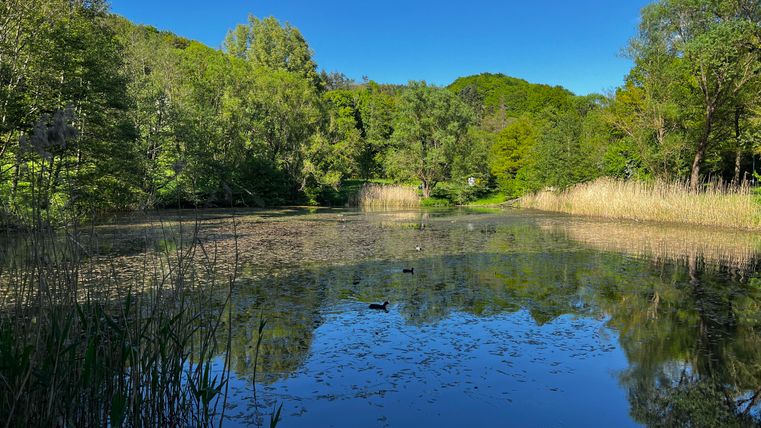 Ein ruhiger Teich umgeben von dichter Vegetation und Bäumen. Der klare Himmel reflektiert sich im Wasser.