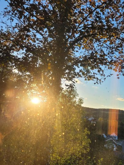 Ein Baum vor einem Sonnenuntergang, mit warmem Licht, das durch die Blätter scheint. Der Himmel ist klar und die Landschaft im Hintergrund ist sanft beleuchtet.