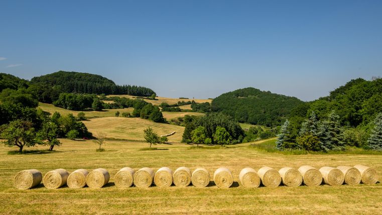 Eine malerische Landschaft mit einer Reihe von Heuballen auf einem grünen Feld. Im Hintergrund sind sanfte Hügel und Bäume sichtbar.