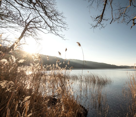 Sonnenuntergang am Laacher See, Schilf im Vordergrund, Bäume am Ufer, ruhiges Wasser, klare Himmel., © Eifel Tourismus GmbH, D. Ketz
