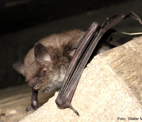 Wasserfledermaus, © Verbandsgemeinde Mendig