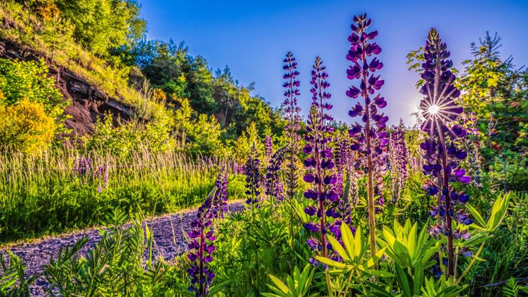 Ein sonniger Waldweg umgeben von bunten Lupinenblumen. Die Strahlen der Sonne scheinen durch die Blumen und schaffen eine idyllische Atmosphäre.