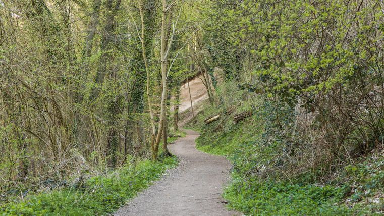 Ein schmaler Weg führt durch einen grünen Wald. Bäume und Sträucher umgeben den Pfad und schaffen eine ruhige Atmosphäre.