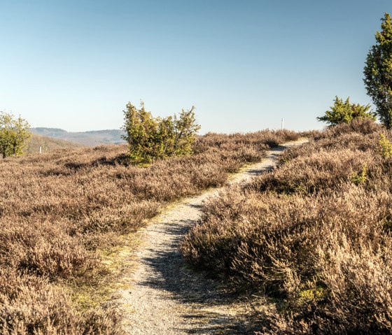 Wandelen door heide en jeneverbes op het Traumpfad jeneverbespad, © Eifel Tourismus GmbH, D. Ketz