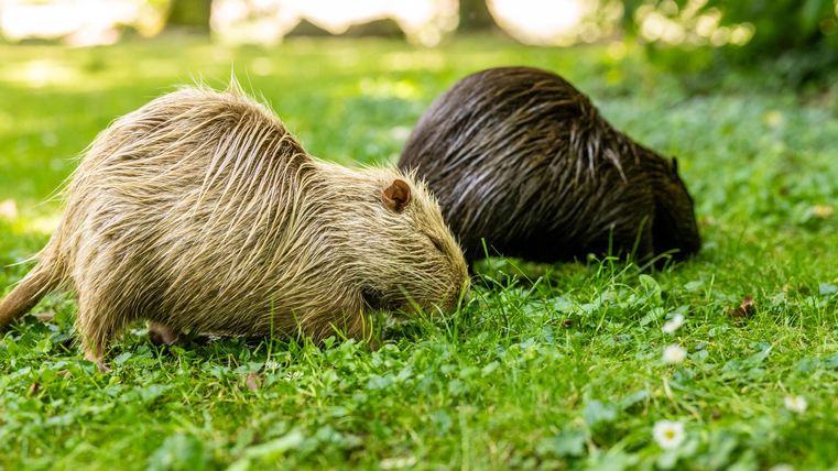 Zwei Nagetiere grasen friedlich auf einer grünen Wiese. Die Tiere sind braun und haben ein struppiges Fell.