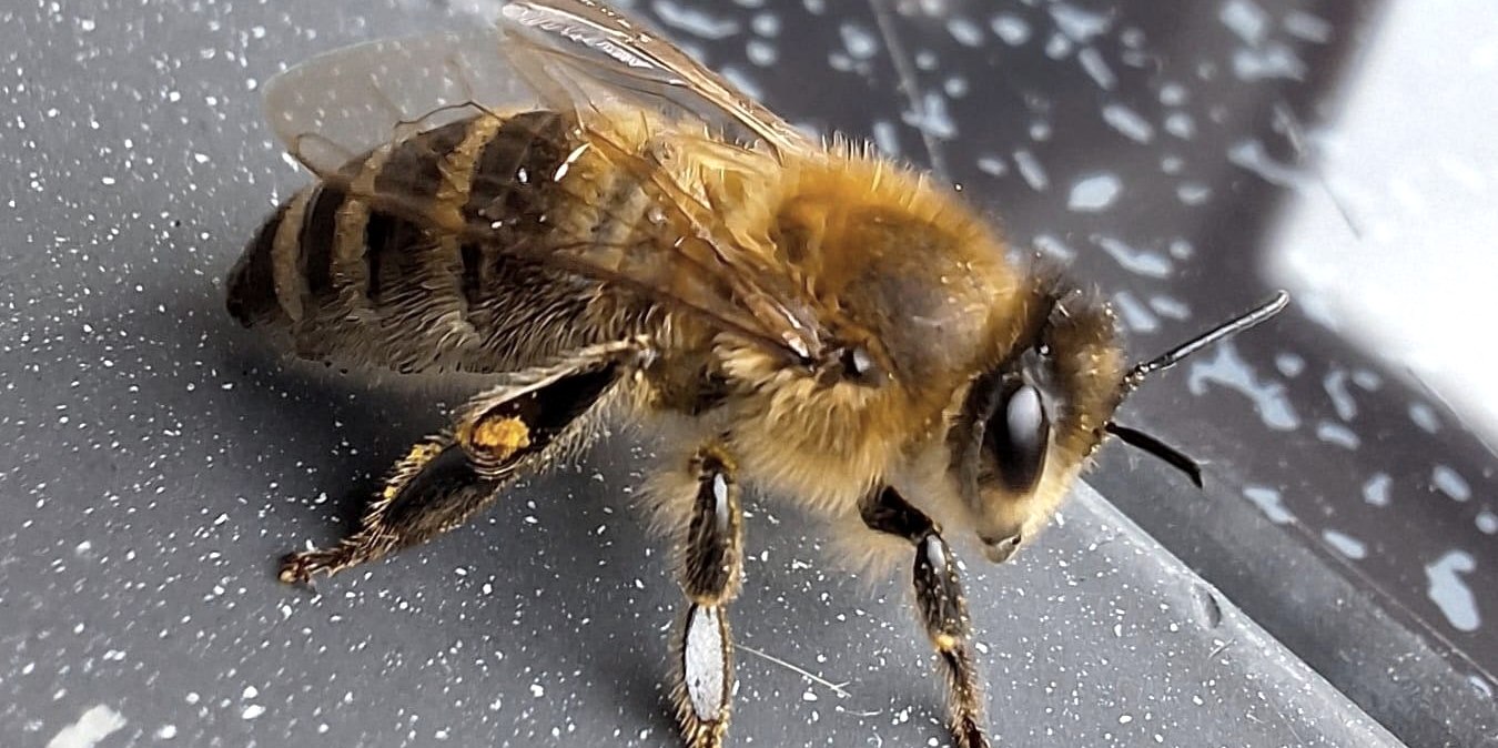 Biene, © Imkerei Schmidt