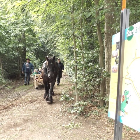 Back horses, © TI Vulkanregion Laacher See