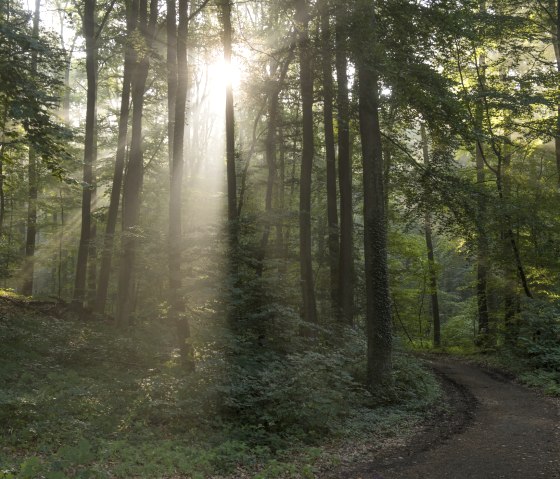 Clairière dans la forêt, © Kappest/Vulkanregion Laacher See
