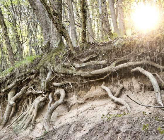 Baum, &copy; Baumann Fotografie