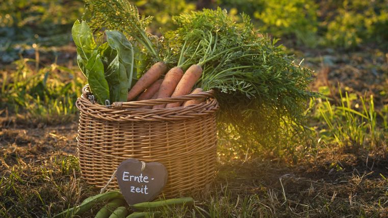 A basket with fresh vegetables, including carrots and leafy greens. Next to it is a sign that reads "Harvest Time".