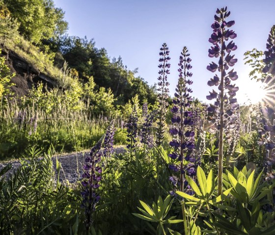 Lupinen an der Schwarzen Wand, &copy; Kappest/VG Pellenz