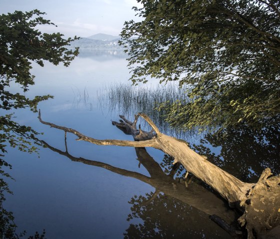 Laacher Seeufer, &copy; Klaus-Peter Kappest