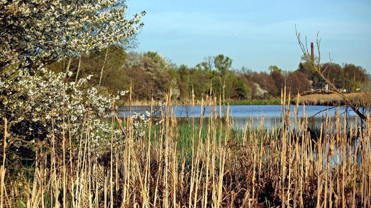 A tranquil pond surrounded by reeds and blossoming trees. The landscape is green and peaceful, under a clear sky.