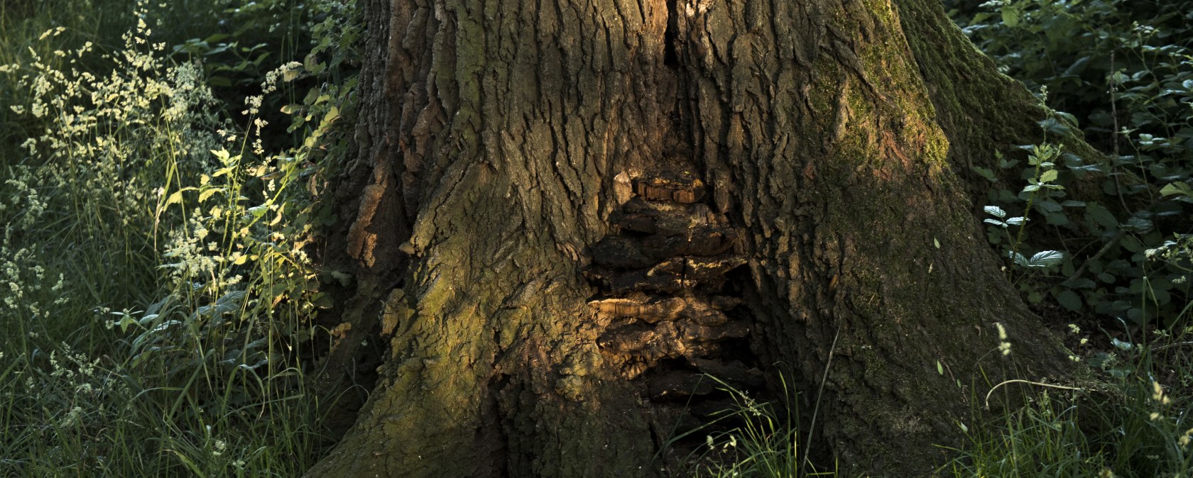 Tree with mushroom, &copy; Kappest/Vulkanregion Laacher See
