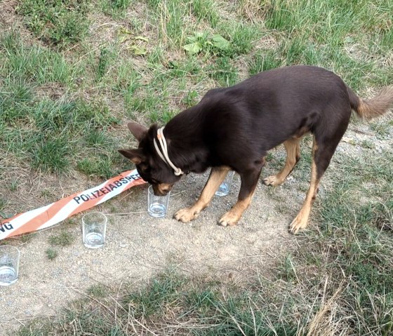 Hund 3, © Maren Dönhoff