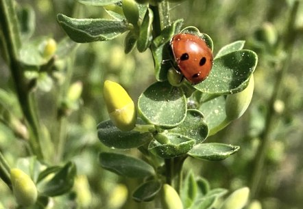 Marienk&auml;fer, &copy; Gabriele Arzdorf