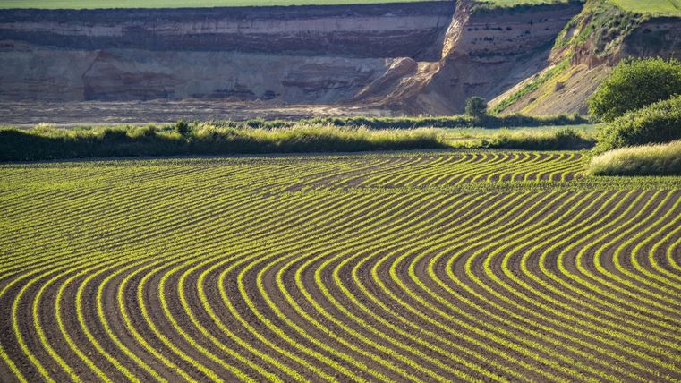 Ein weitläufiges Feld mit sanften, gewundenen Reihen frischer Pflanzen. Im Hintergrund ist eine steile, bewaldete Böschung zu sehen.