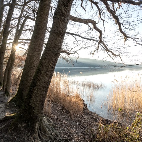 Sonnenstrahlen fallen durch B&auml;ume am Ufer des Laacher Sees. Schilf w&auml;chst am Wasser, w&auml;hrend die Sonne eine warme Atmosph&auml;re schafft., &copy; Eifel Tourismus GmbH, D. Ketz