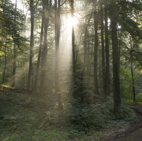 Wald, &copy; Kappest/Vulkanregion Laacher See