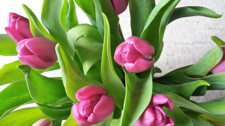 Ein wunderschöner Strauß pinkfarbener Tulpen mit üppigem grünem Laub. Die Blumen sind frisch und lebendig.