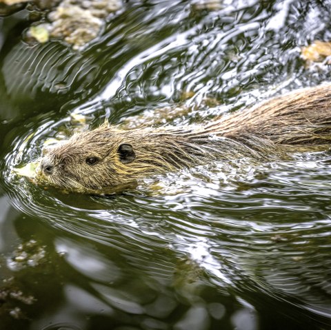 Nette Park Nutria, &copy; Eifel Tourismus GmbH/Dominik Ketz