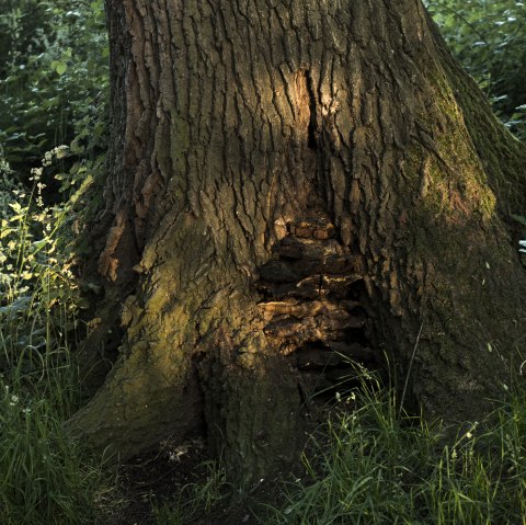 Tree with mushroom, © Kappest/Vulkanregion Laacher See