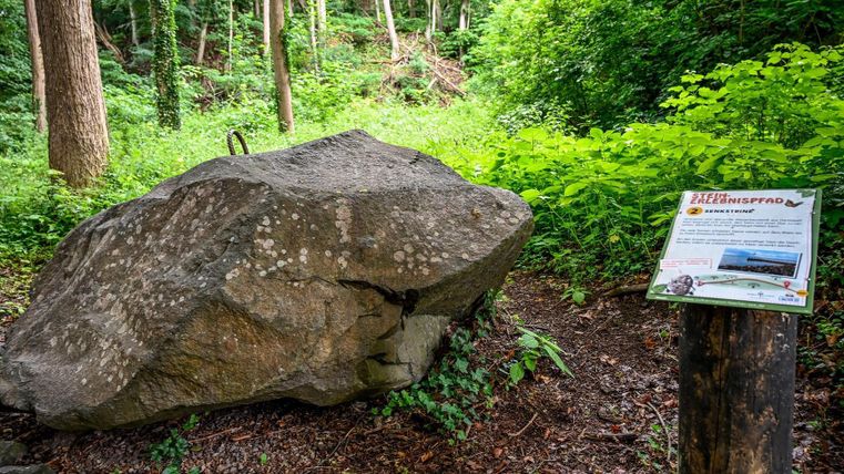 A large rock in the forest, surrounded by lush greenery. Next to the rock, there is an information sign.
