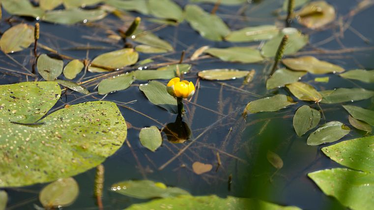 A calm water surface with lily pads and a yellow flower. The surroundings are green and reflect nature.
