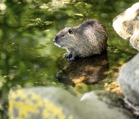 Nutria im Nettepark, &copy; Eifel Tourismus GmbH/Dominik Ketz