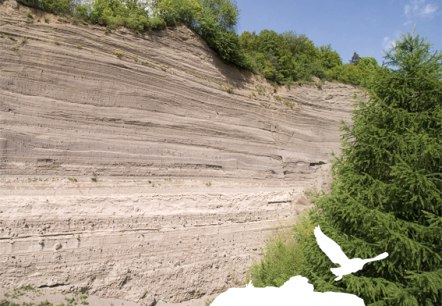 Station 12 - Wingertsbergwand, &copy; Kappest/Vulkanregion Laacher See